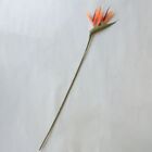 Flor Estrelícia Artificial Laranja | Linha Permanente Formosi